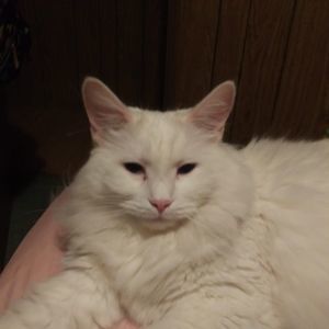 Meet your Posher, Nicole